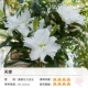 Lily Heavy Letals Oriental Lily Angel (21-23 см) 3 гола