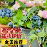 虹越 Черничное дерево сажанщика сажанщаться на балконе для выращивания северной холодной погоней и снежных дней, высокая скорость висячих фруктов О'Нила