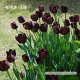 Импортированный виды тюльпан шарик 5 градусов шарики тяжелые лепестки одно лепестки.