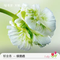 Натуральный мяч зеленый попугай 5 шаров (длина мяча 11/12)