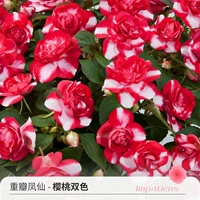 Двойной вете -фенсианский вишня двойной цвет 120#