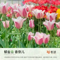 Шанель 5 шаров (5 градусов по длине шарика 12+)