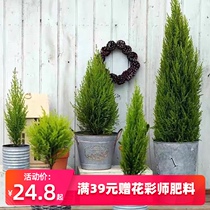 Hongyue small fragrant pine desktop potted four seasons evergreen office pine potted Christmas decoration ornamental good green planting