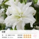 Lily Heavy Letals Oriental Lily Ramon (19-21 см) 3 гола