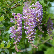 (Hongyue) Multi-flowered wisteria potted garden climbing vine flower flower plants