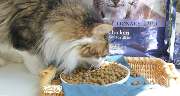 Trâu xanh Blue 爵 无 无 无 猫 猫 猫 猫 猫 猫 猫 猫 猫 - Cat Staples Review các loại hạt cho mèo