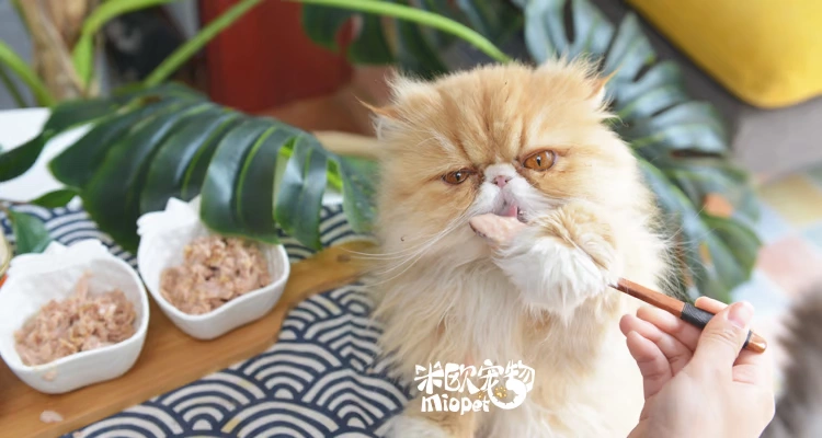 [Giải phóng mặt bằng] Miou pet Tomcat pie có thể là mousse cá ngừ mèo có thể mèo snack thức ăn ướt cho mèo 80g - Đồ ăn nhẹ cho mèo