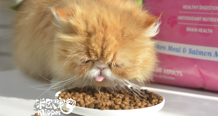 Vật nuôi Mio nâng cao Nhập khẩu Tianhengbao Tuyết Núi Mèo Mèo Mèo Thức ăn Mèo Mèo Thức ăn 15 lbs - Cat Staples hạt canin