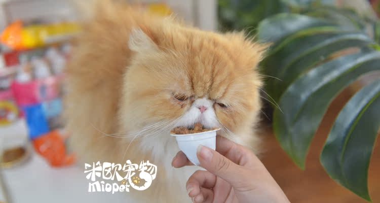Sanhe bếp làm đẹp mèo pudding mèo thạch 8 viên cá ngừ cá gà mèo ăn nhẹ thức ăn ướt 8 hương vị tùy chọn - Đồ ăn nhẹ cho mèo hạt mèo royal canin