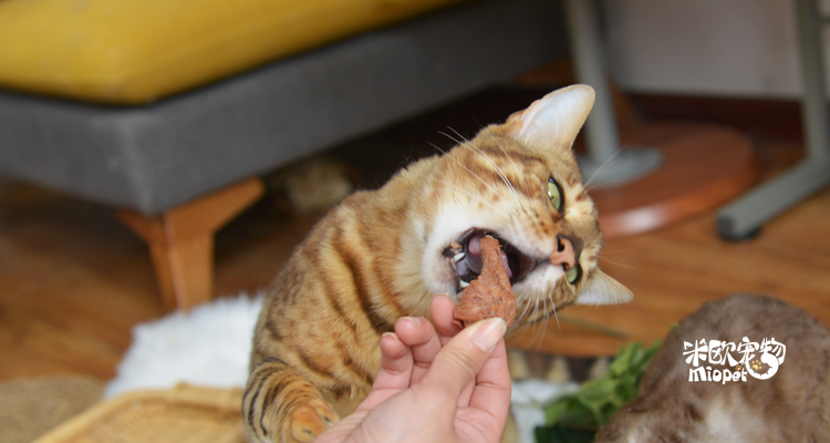 Thú cưng Mio Teddy Pet Cat Đồ ăn nhẹ Đồ đông khô Đồ ăn nhanh Protein Thịt cá hồi / Mực - Đồ ăn nhẹ cho mèo bánh thưởng cho chó mèo