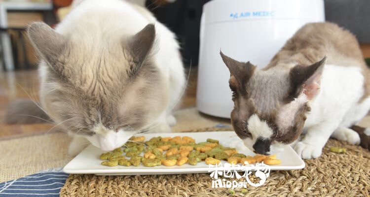Mio Pet Cattapse Fish Cat Cookies Cat Phần thưởng Đồ ăn nhẹ 100g Cat Grass Hương vị cá hồi - Đồ ăn nhẹ cho mèo hạt catsrang 5kg
