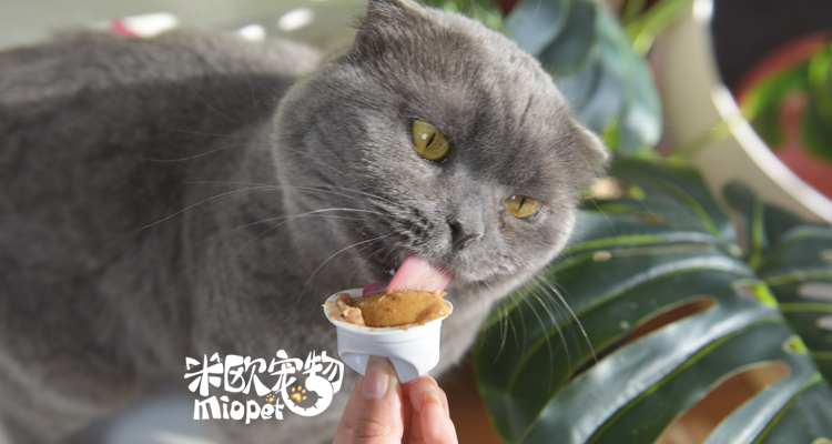 Sanhe bếp làm đẹp mèo pudding mèo thạch 8 viên cá ngừ cá gà mèo ăn nhẹ thức ăn ướt 8 hương vị tùy chọn - Đồ ăn nhẹ cho mèo hạt mèo royal canin