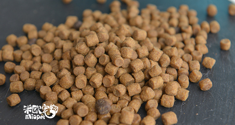 Trâu xanh Blue 爵 无 无 无 猫 猫 猫 猫 猫 猫 - Cat Staples nên cho mèo ăn cơm hay ăn hạt