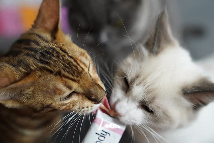 Thú cưng Mio Phantom Purepaws Thai Cat Liquid Snacks 14g * 4 Cat Snacks Cat Wet Food 56g - Đồ ăn nhẹ cho mèo hạt canin