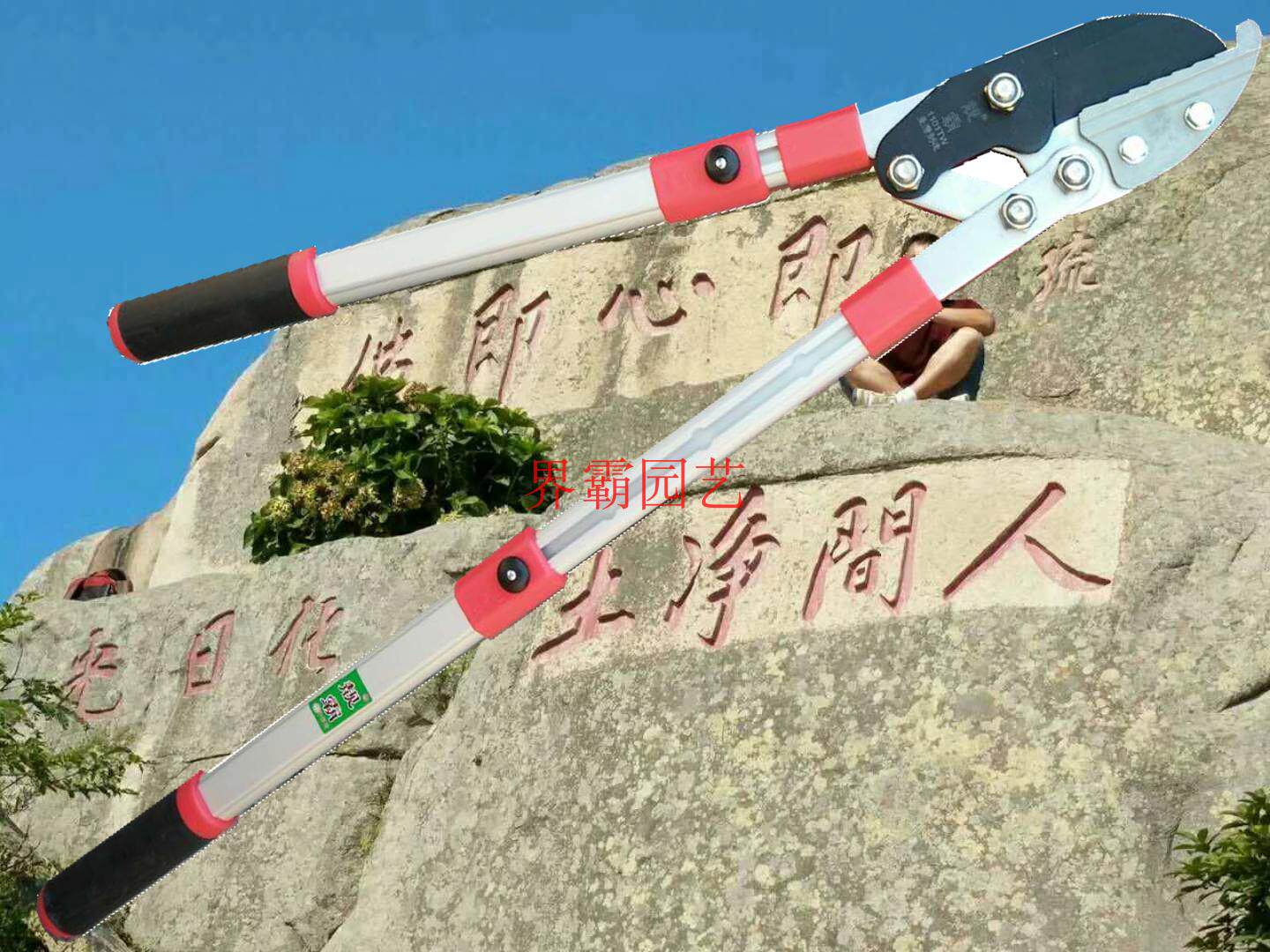 High Branches Cut in Taiwan High Branches 1101TW Coarse Branches Cut Old Farmer's Vigorous Cut of High Altitude Cut branches Prunes Prunes