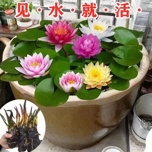 [睡莲水培植物四季水养水莲花苗耐寒大睡莲根块荷花睡莲带花苞发货]