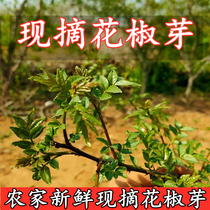 花椒芽2024现摘新鲜花椒芽现摘现发山野蔬菜野生花椒嫩芽酒店食材