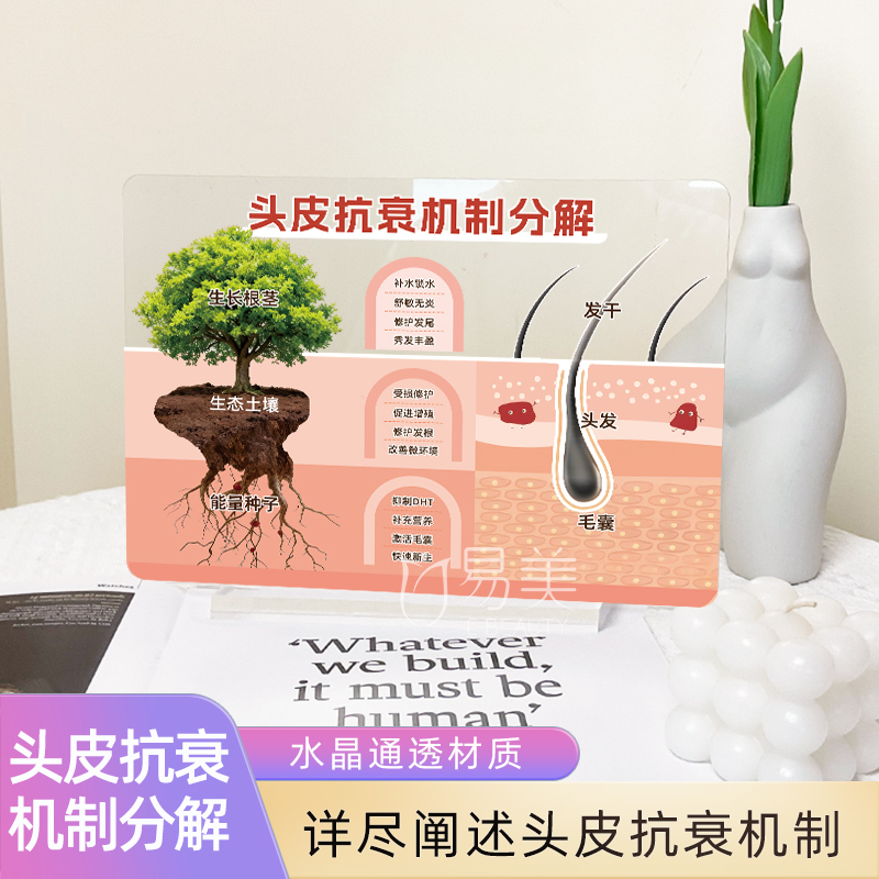 Hair Anti-Aging Mechanism Decomposition Acrylic Table Setting Hair Salon Auxiliary Consultation Props Knowledge Science Scalp