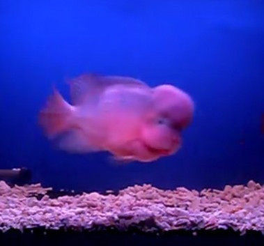 Luohan fish red horse Luohan fish golden flower Luohan red horse liu Luohan fish