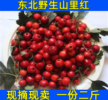 Northeast Changbai Mountain Rim red fresh hawthorn Fruit Mountain Dink full 2 catties