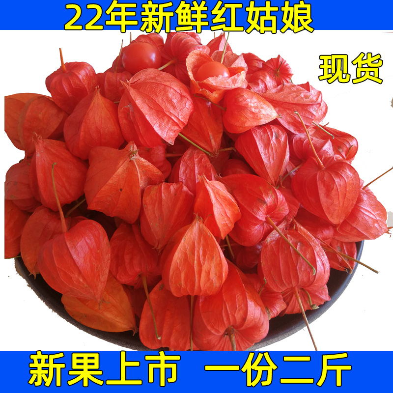 Northeast Changbai Mountain wild red girl fresh fruit Chinese medicinal material skin lantern fruit brocade lantern red mushroom mother hanging golden lantern