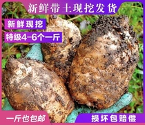 Yunnan Zhaotong Classe spéciale Gastrodia Tuber Fresh et Gastrodia Tuber creusent maintenant 4 à 5 catty de 500 g de petit barrage à gazon naturel original