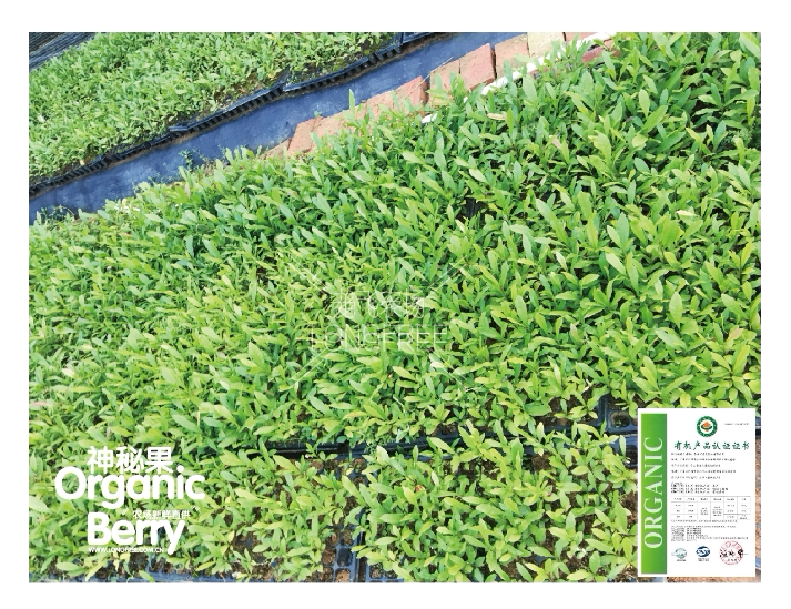 神秘果樹苗(圖11)