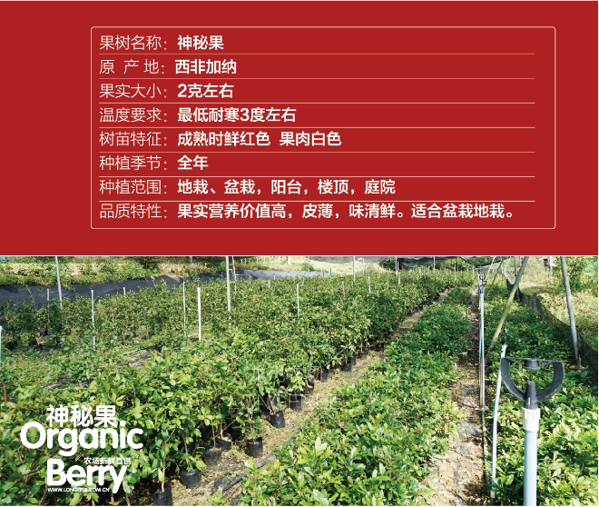 神秘果樹苗(圖5)