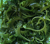 Dress with vegetable sprouts Sprout Seabud hot pot kelp Miao Sprouts Vegetable Eyelash Vegetable Sea Cabbage Whole box 12 5KG