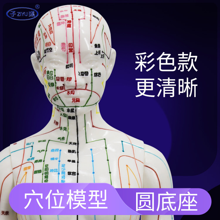 超清晰中医针灸人体穴位模型人男女经络穴位图教学针灸小铜人家用