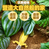 Восхождение на ландшафтные заводы для ландшафта животных живут в крабе, ящерица земли, ящерицы для подъема дождевых лесов Зеленые растения, чтобы избежать декоративных украшений