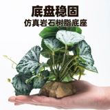 Восхождение на ландшафтные заводы для ландшафта животных живут в крабе, ящерица земли, ящерицы для подъема дождевых лесов Зеленые растения, чтобы избежать декоративных украшений