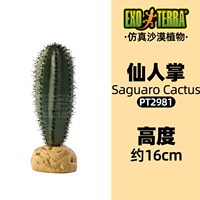 Fairy Palm Pt2981 015561229814