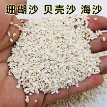 Hermit crab bottom sand roll shellfish shell sand Coral sand Sea sand three lakes cichlid natural fish tank bottom sand landscaping sand white