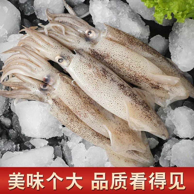 新鲜鲜活冷冻笔管鱼海兔小鱿鱼，顺丰包邮，肉质饱满，4斤装大满足！🐟 -笔管鱼-淘宝百科网