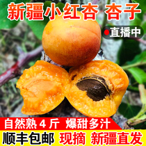 Xinjiang small red apricot apricots fresh fruit when Ji Aksu hanging dried sweet apricot with little white apricot 4 catty