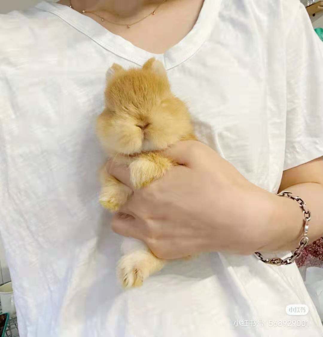Mini pet pituitary ear rabbit pure white crested eye length small dwarf rabbit living things small tea cup rabbit Dutch rabbit rabbit