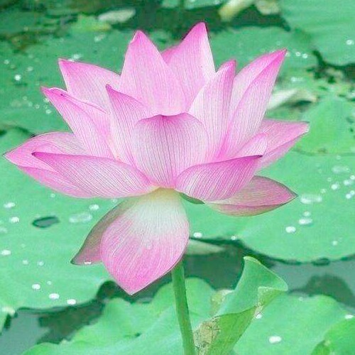 兰之轩保健养生馆