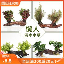 Sunken Wood Water Grass Tree fish tank decoration landscaping package small water Banyan lazy real water grass ornamental fish pepper grass plant Forest