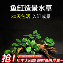 Fish tank building with new hand sloth water grass package bottom front rear view oxygenated water straw red palace mini seagrass plant