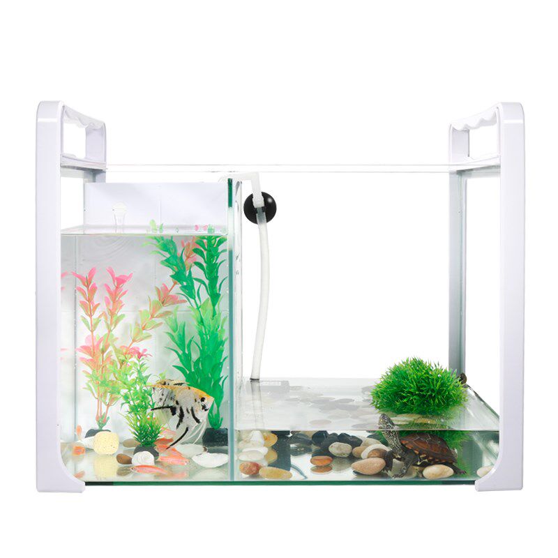Turtle Goldfish Fish Tank Turtle Fish And Fish Turtle Mixed Tank