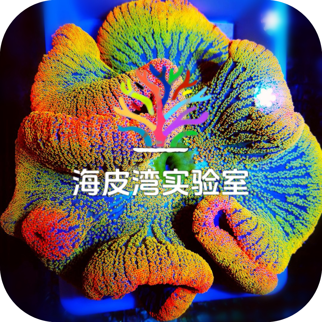 海皮湾工作室的LOGO