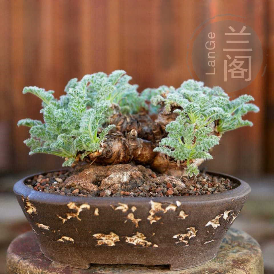 羽葉洋葵pelargonium Appendiculatum 進口實生稀有塊根多肉植物