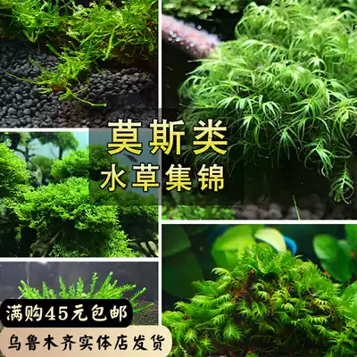 MOSS aquatic grass living triangle flame tears MOSS MOSS MOSS mesh fish tank landscape water grass lazy man sunken wood MOSS