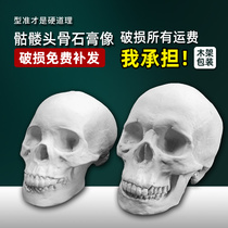 Skull skull plaster statue Male and female skulls a pair of sketch plaster avatar model ornaments Plaster art teaching aids