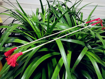 The Fengyang Flower Drum Strip