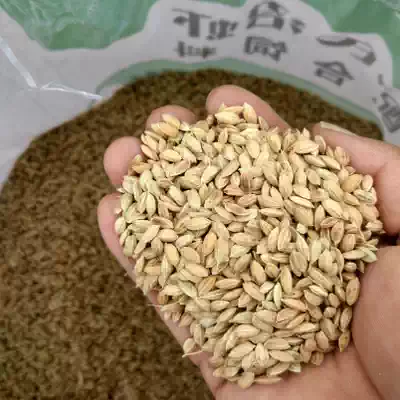 Rice 20 Years of Rice feeding chicken pigeon bird pet feed full shell Rice Rice high quality farm new goods