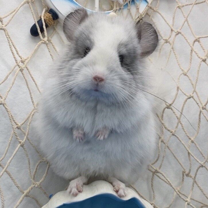 Direct-to-podcast consultation tube 2 hyperlinks selected dragon cat points to come in and ask what you want to know about the dragon cat situation