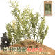 Flowers and grass sand table material model diy scene simulation production waterscape bamboo small trees shrubs vegetation reeds
