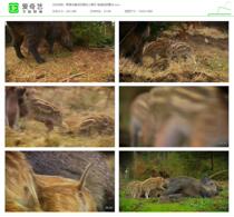 Wild boar and playful piglet high-definition video material